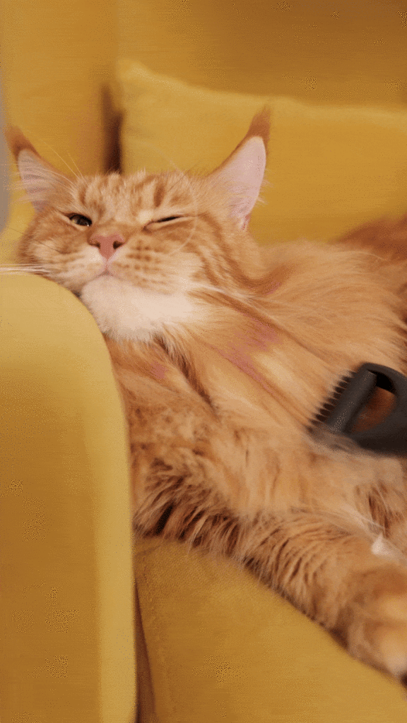 tips for grooming maine coon cats