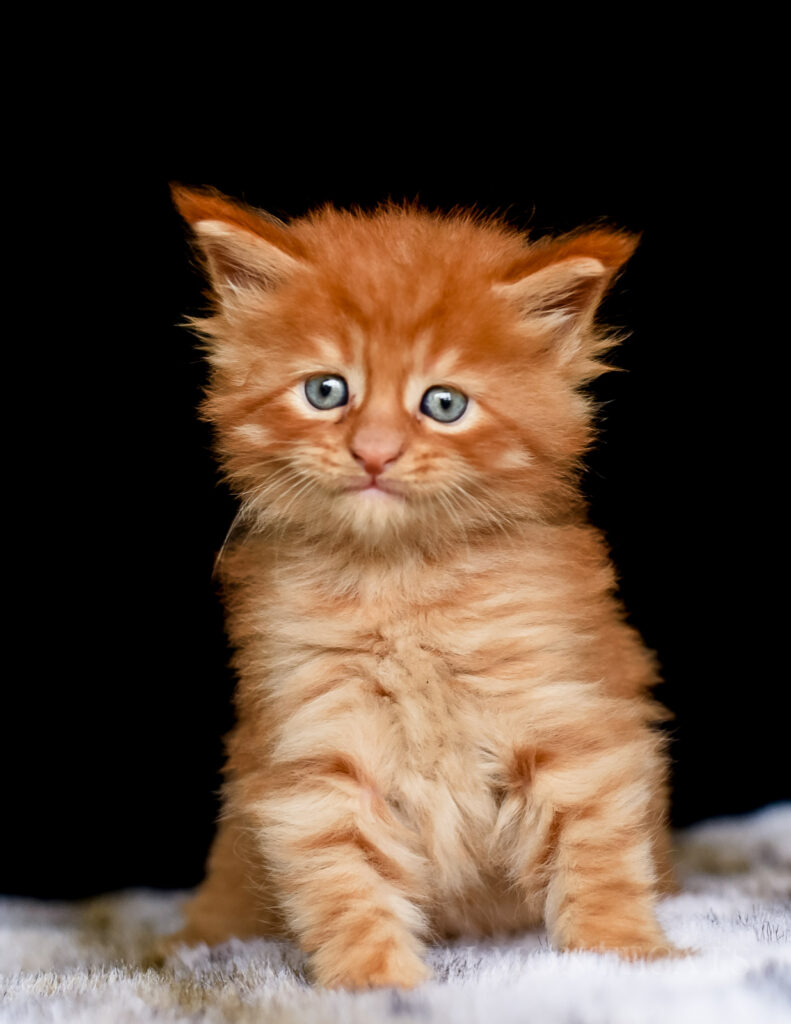 how to reserve a kitten