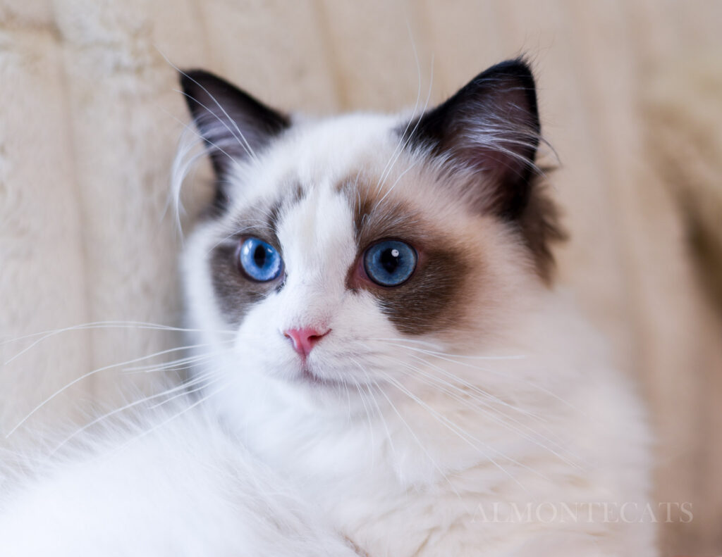 male vs female ragdoll price 