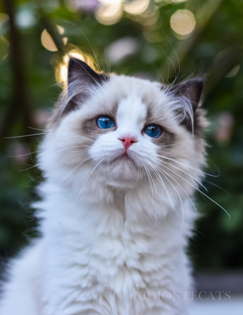 seal bicolor ragdoll kitten growth stage