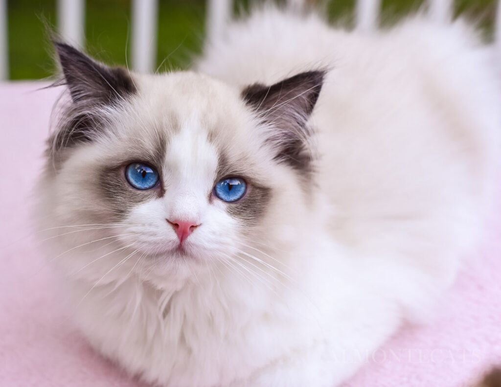 seal bicolor ragdoll kitten