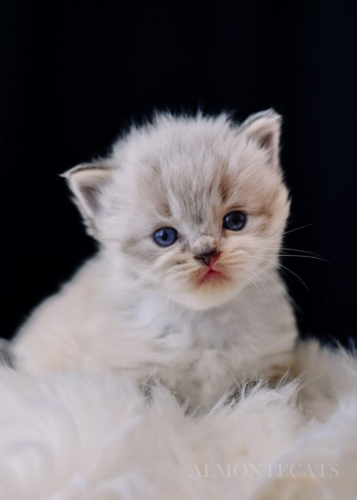 ragdoll kitten price questions 