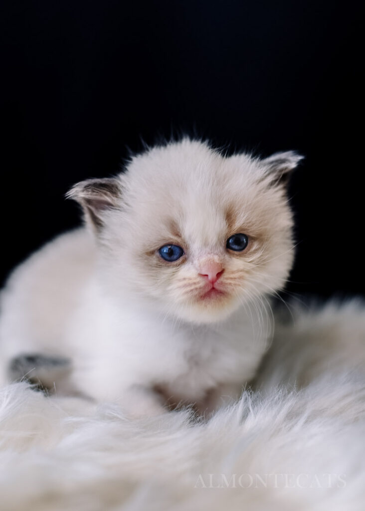 ragdoll kitten with blue eyes 2 weeks old