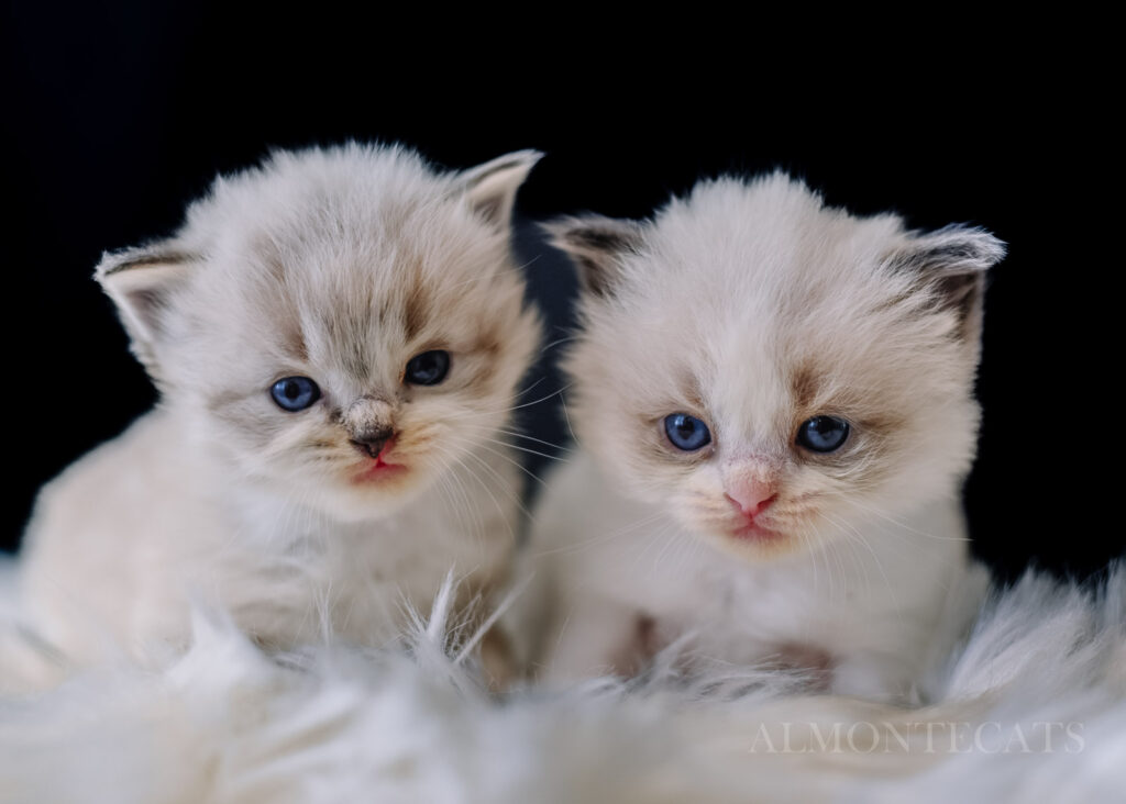 ragdoll kitten breed 