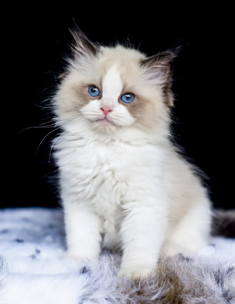 show quality ragdoll kitten price 