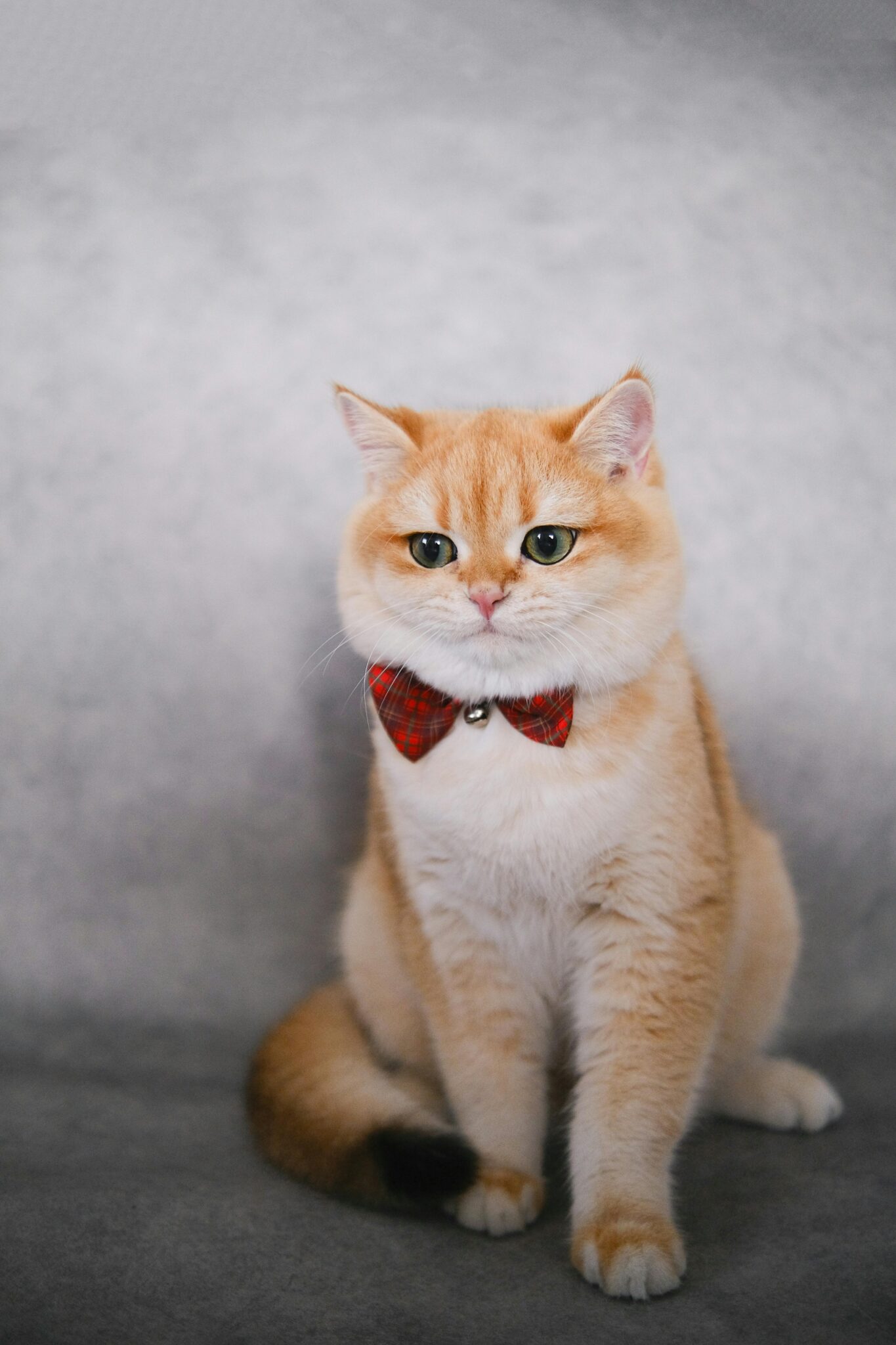 How Much Are Ragdoll Cats