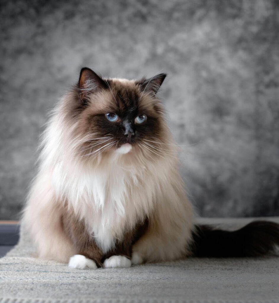ragdoll cat

