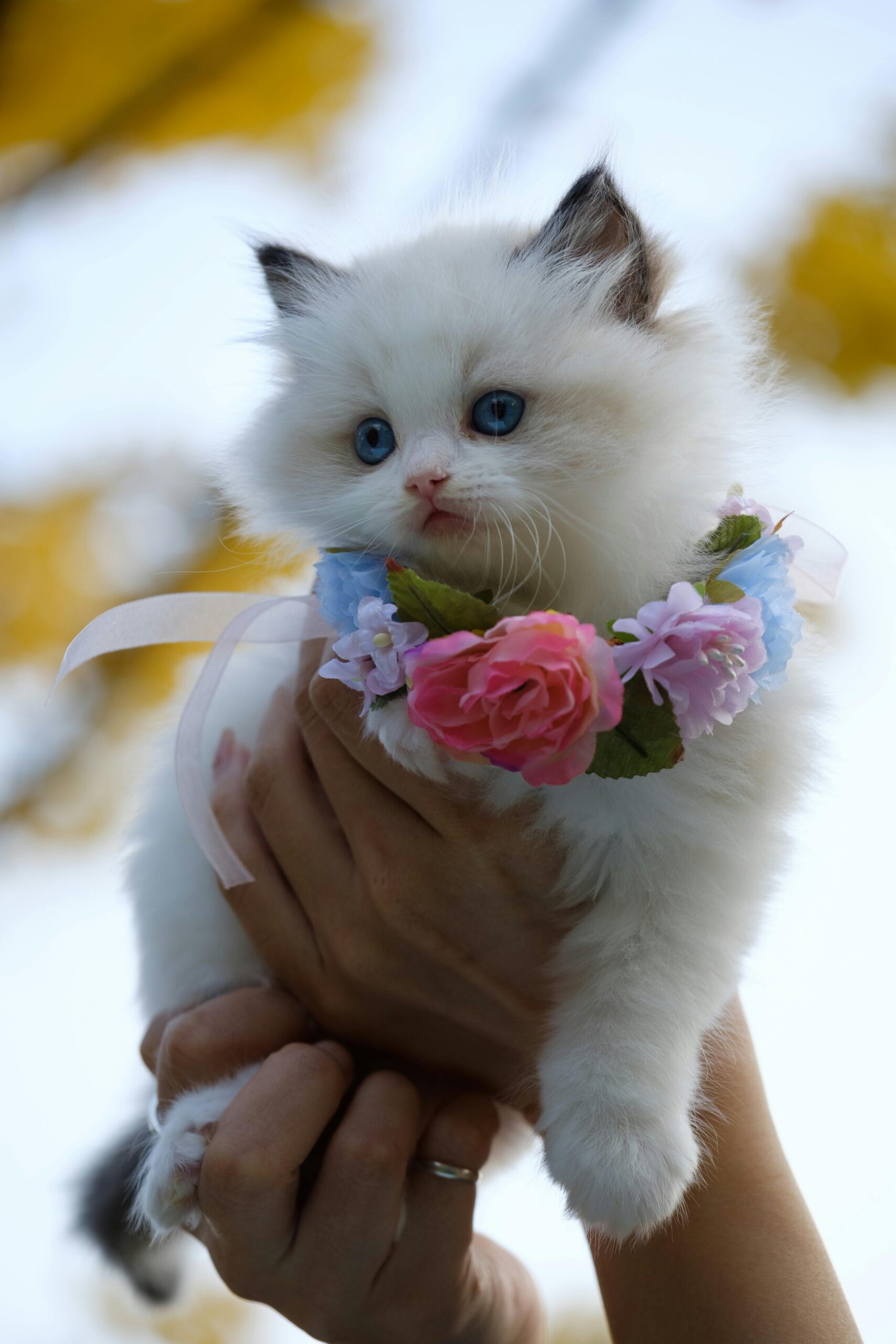 almonte cats ragdoll kitten