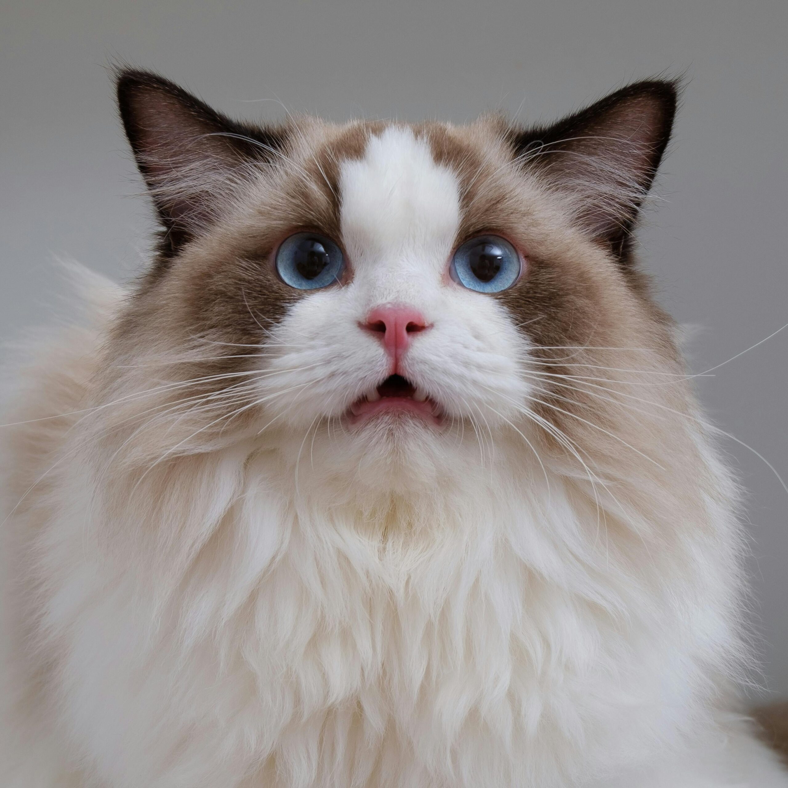 ragdoll cat health