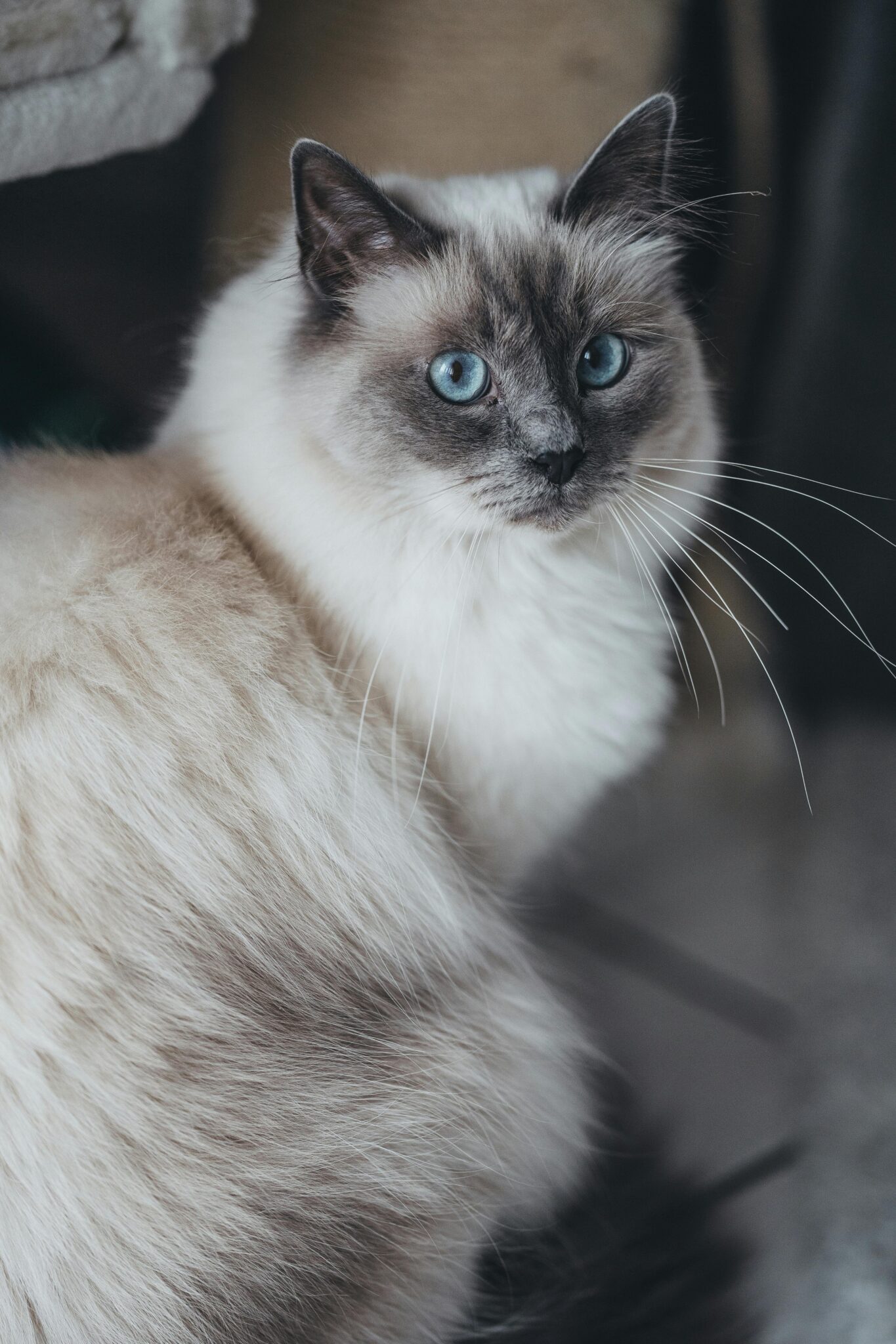 How Much Are Ragdoll Cats