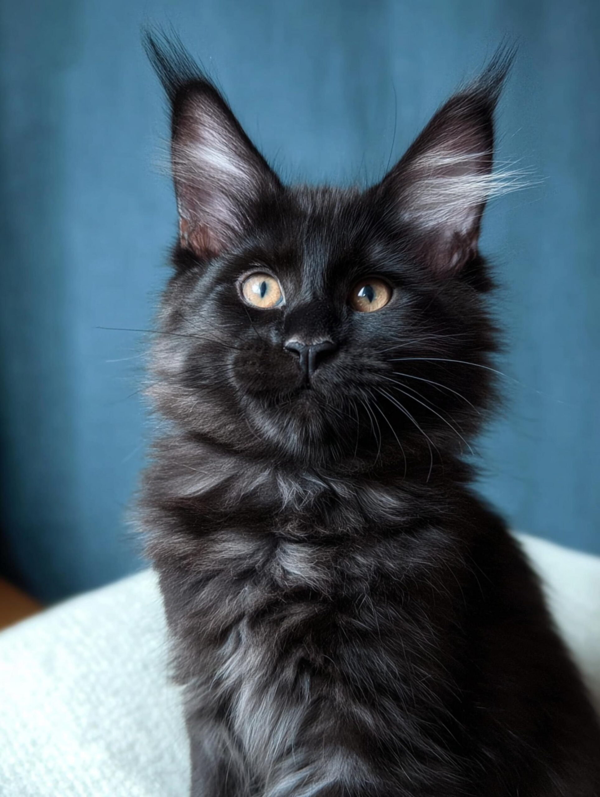 maine coon kitten for sale nyc