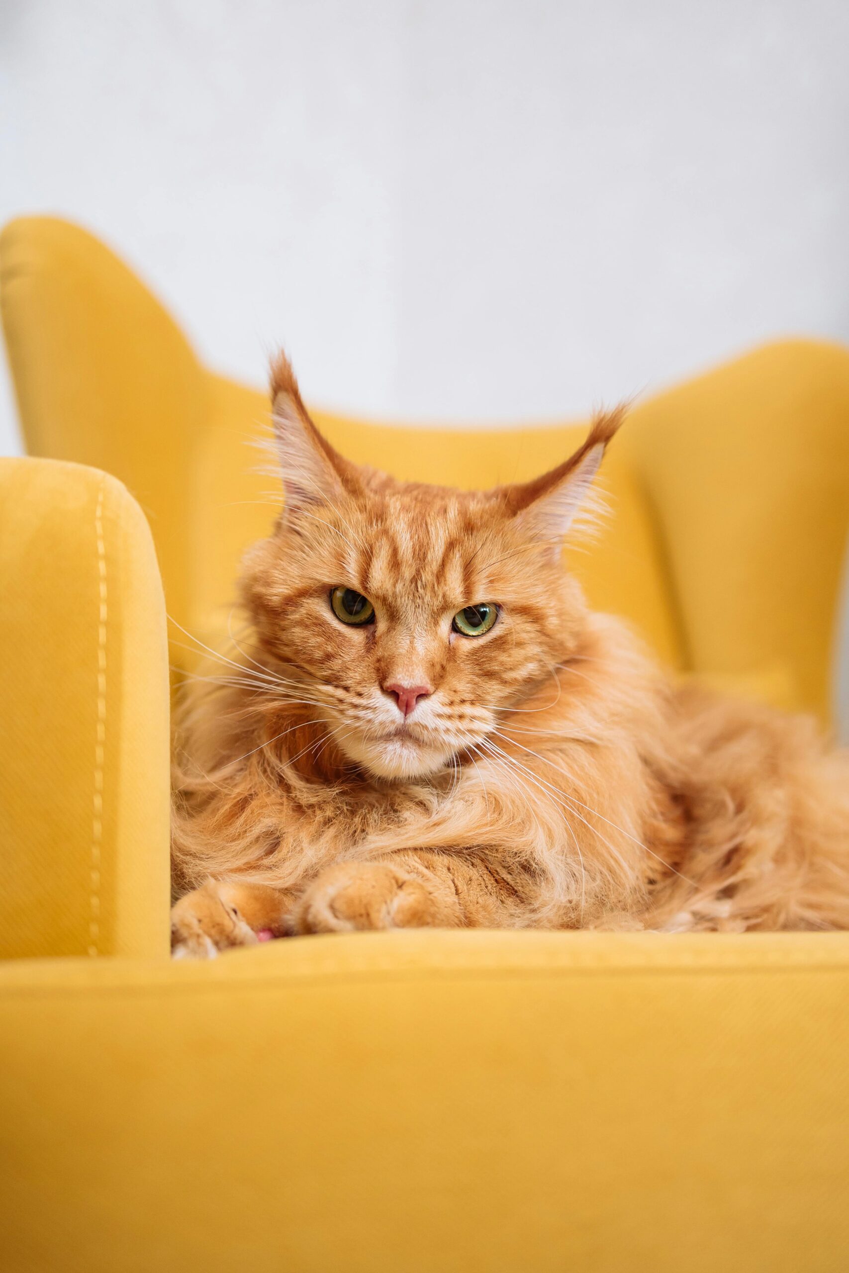 orange maine coon cat almontecats.com