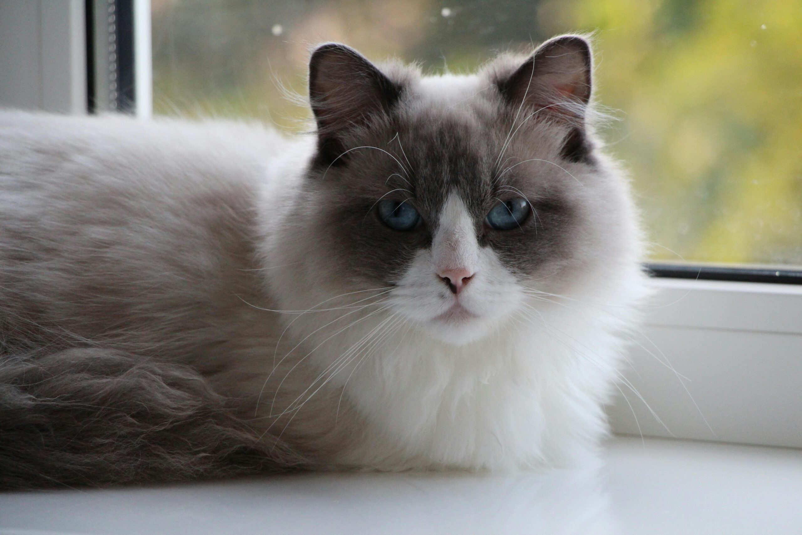 ragdoll health testing