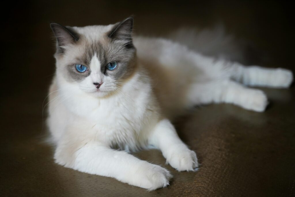 ragdoll cat energy level