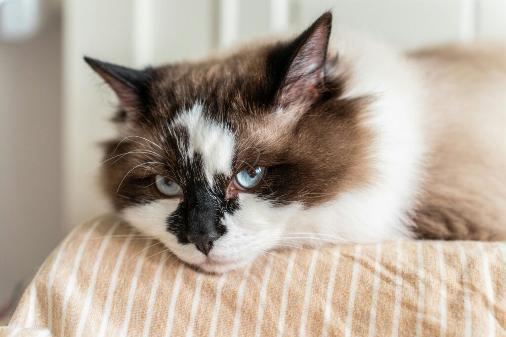 ragdoll senior care
