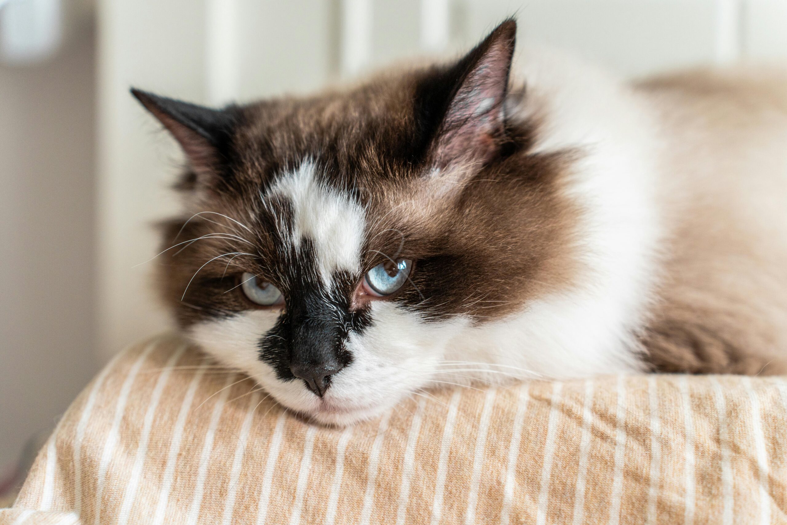 ragdoll senior care