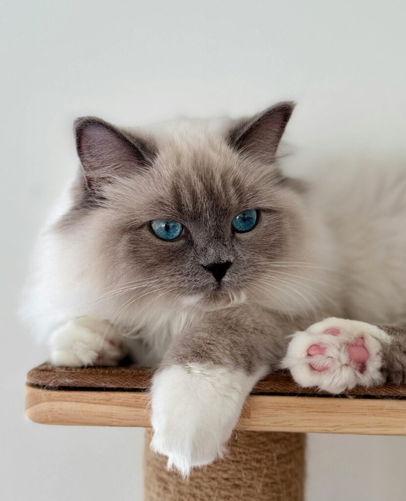 blue lynx ragdoll cat on a cat tree