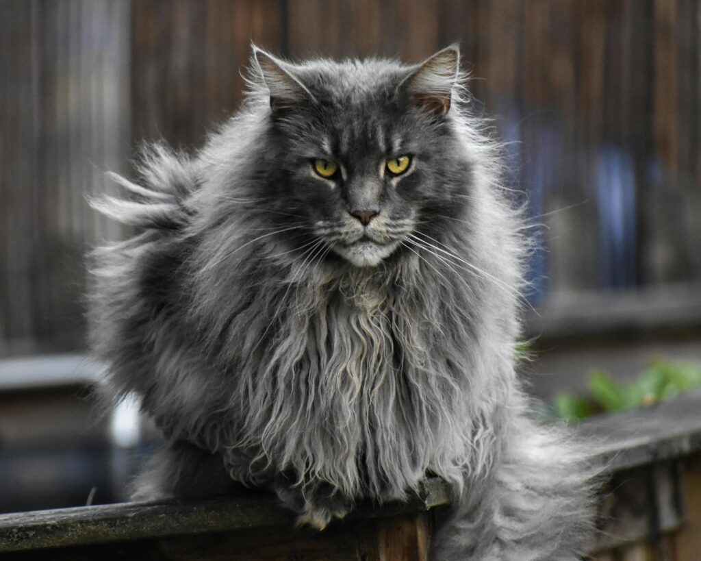 questions to ask a maine coon breeder