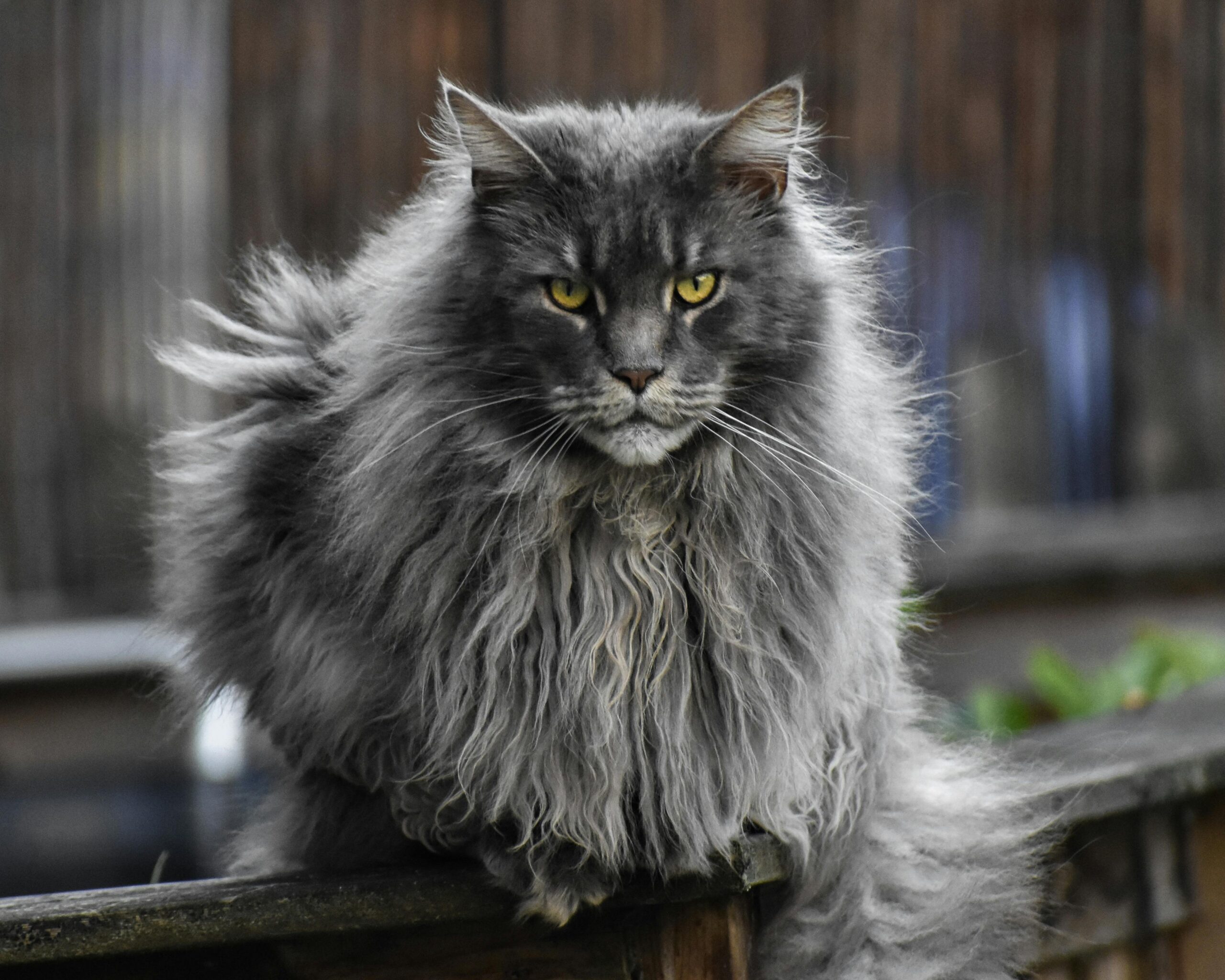 questions to ask a maine coon breeder