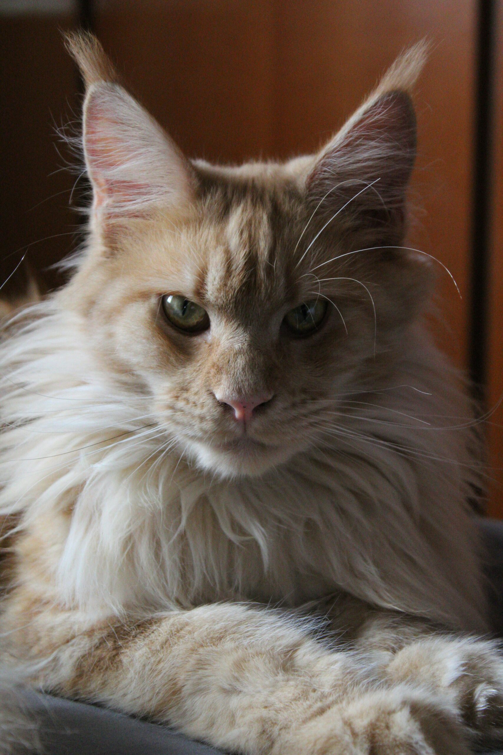 maine coon cat almontecats.com