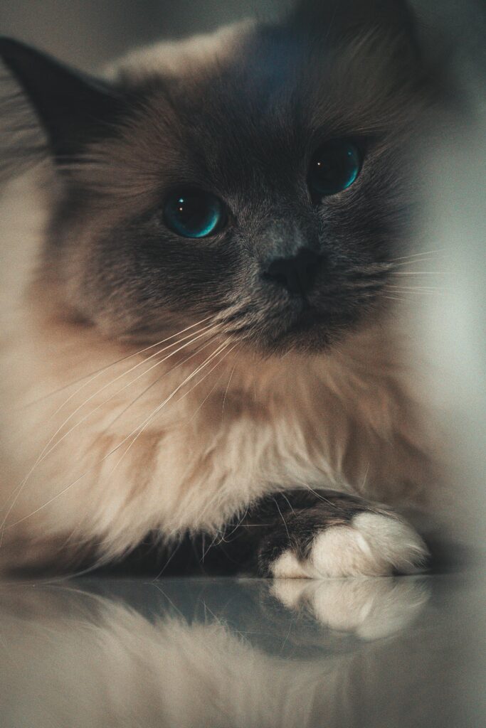 mink ragdoll cat