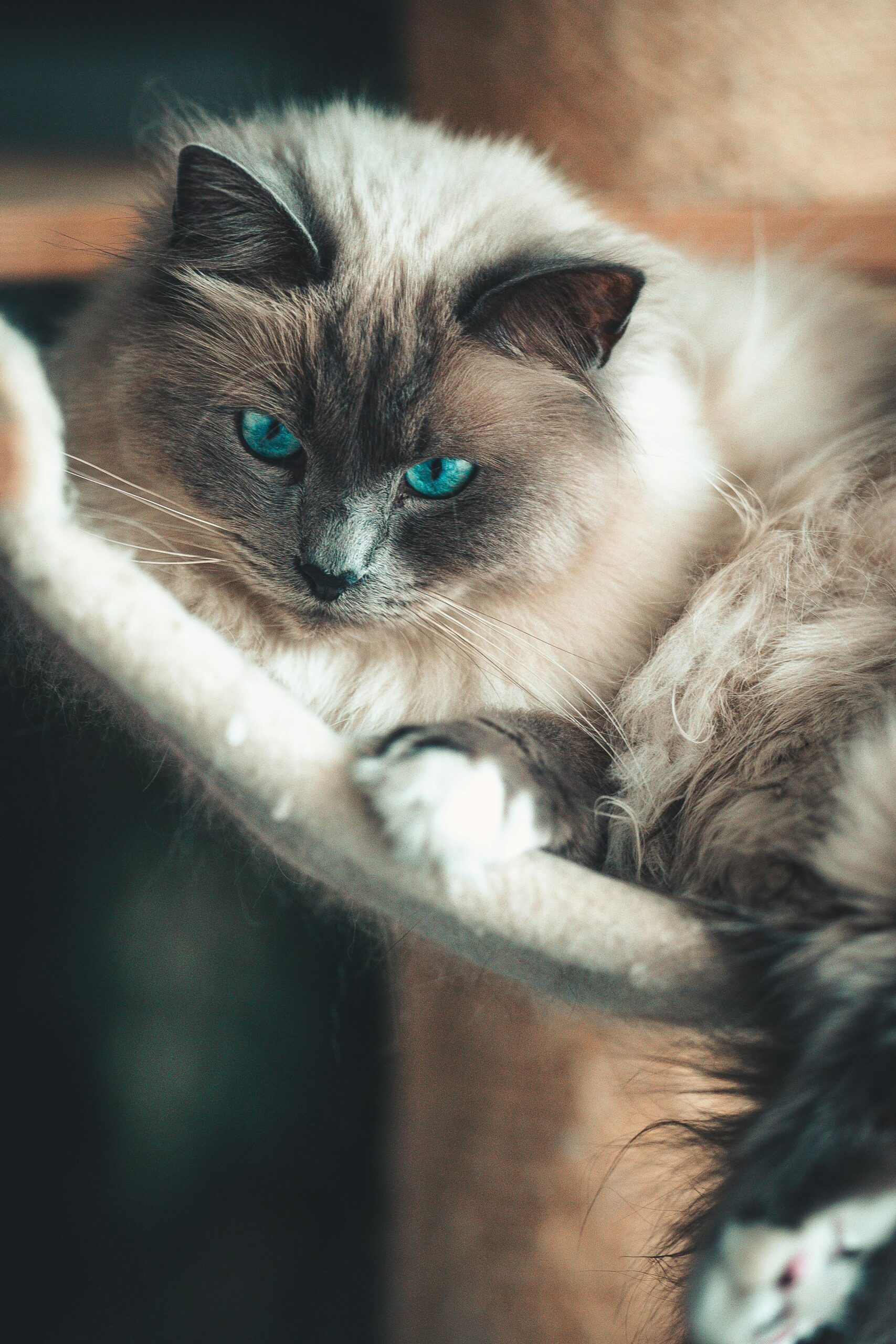 do ragdolls get lonely