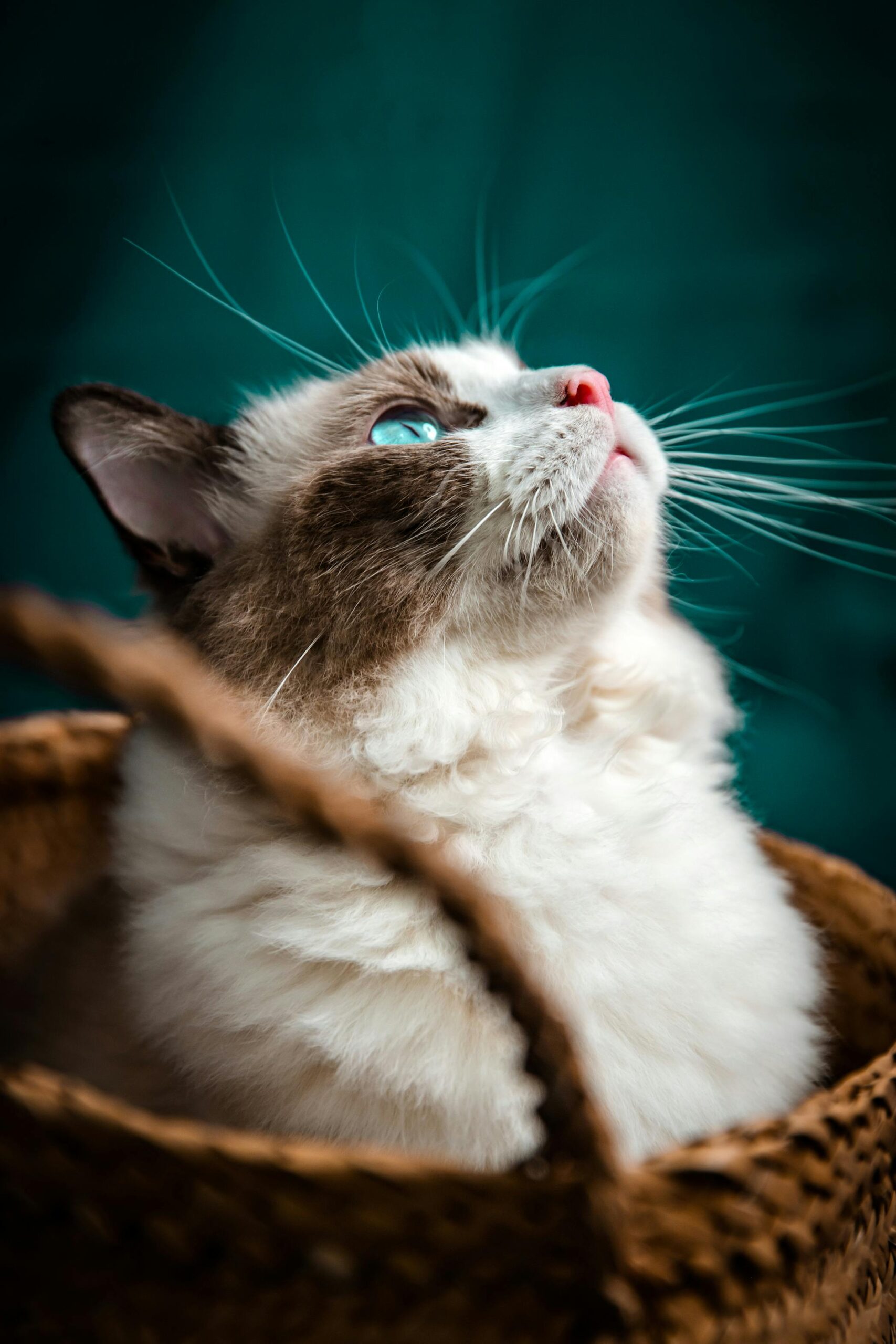 ragdoll owner regrets