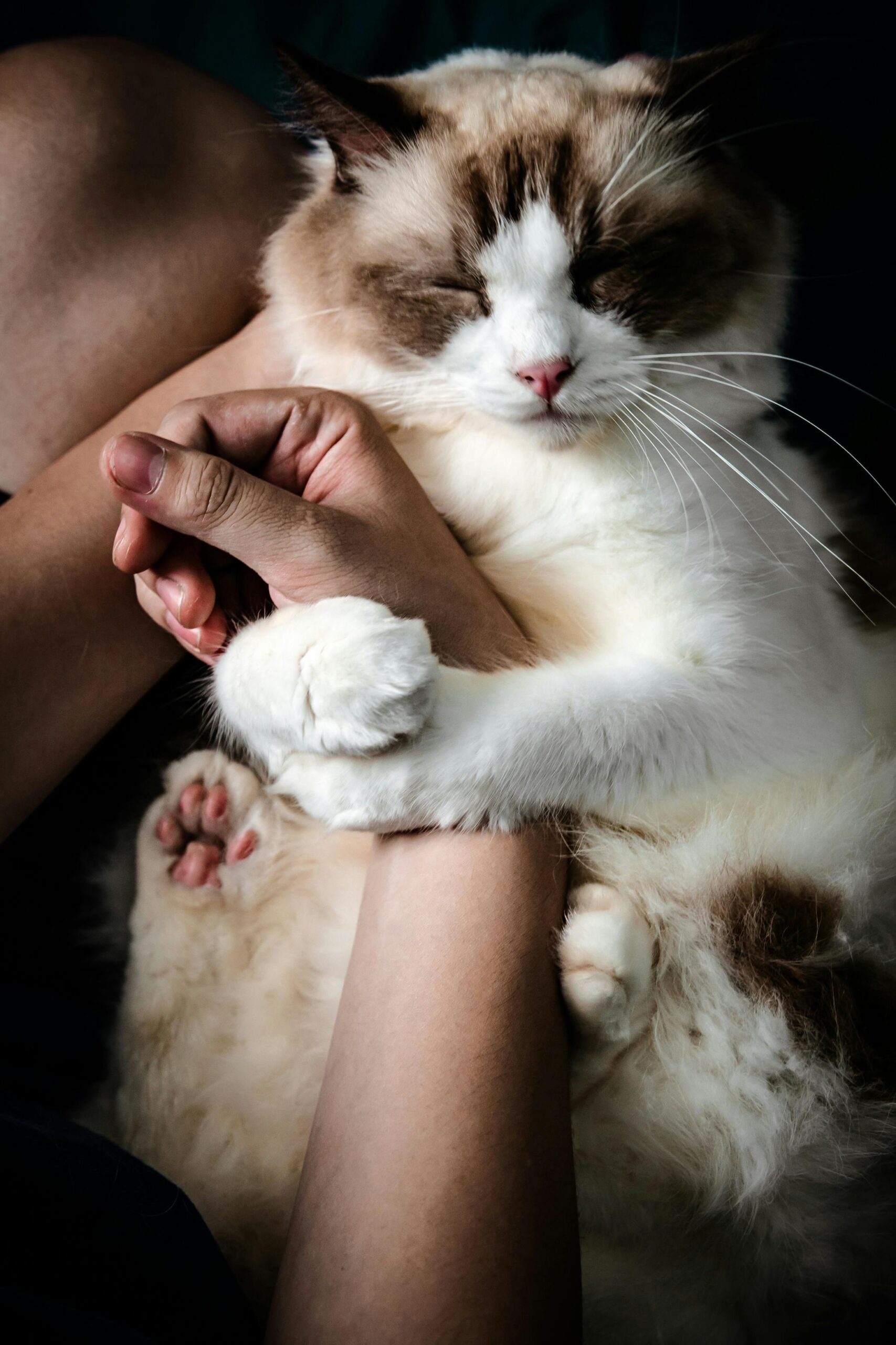 are ragdolls good for families