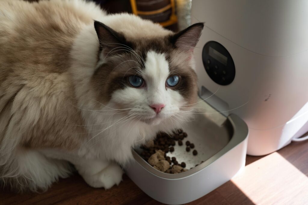 ragdoll diet