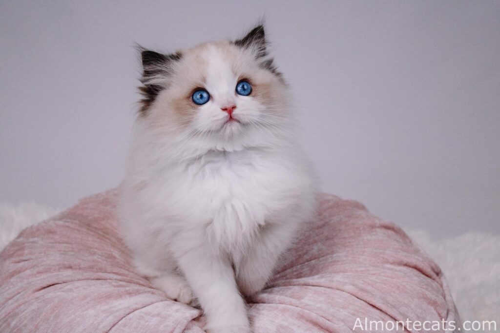 ragdoll kittens for adoption
