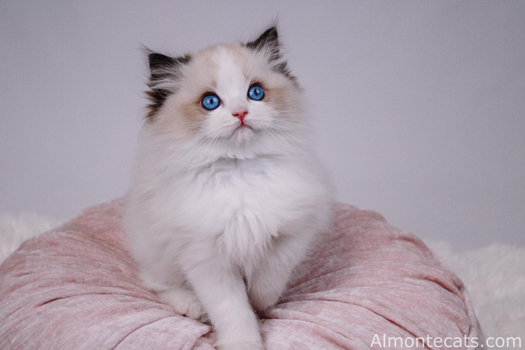 ragdoll kittens for adoption