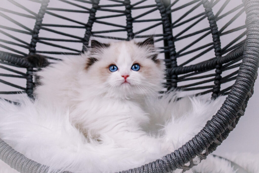 ragdoll cat breed guide