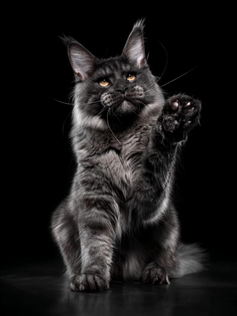 maine coon kitten price faq