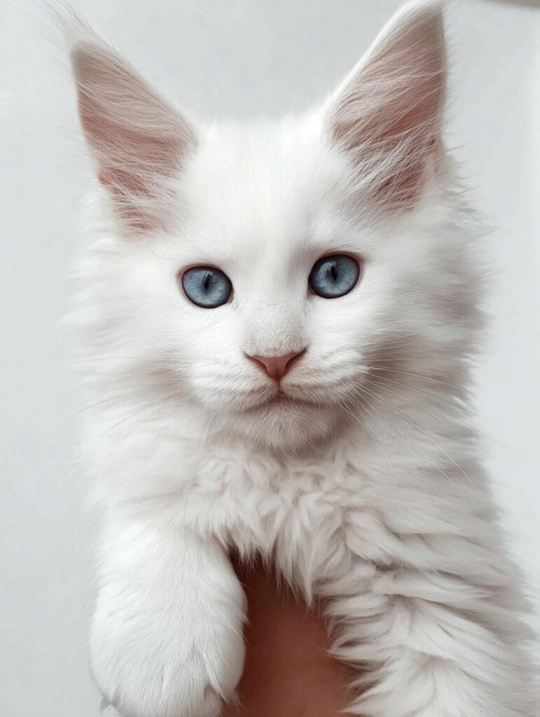 maine coon kitten price breeder quality example