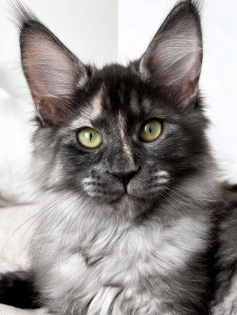 maine coon kitten nyc