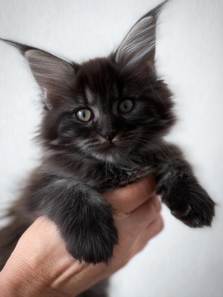 Maine coon kitten cost of raising