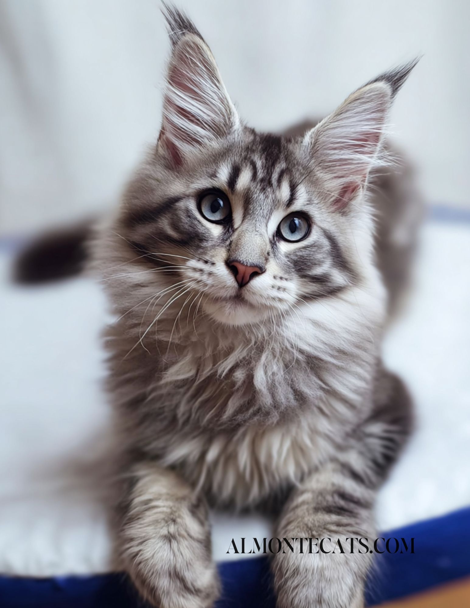 maine coon ear tassels