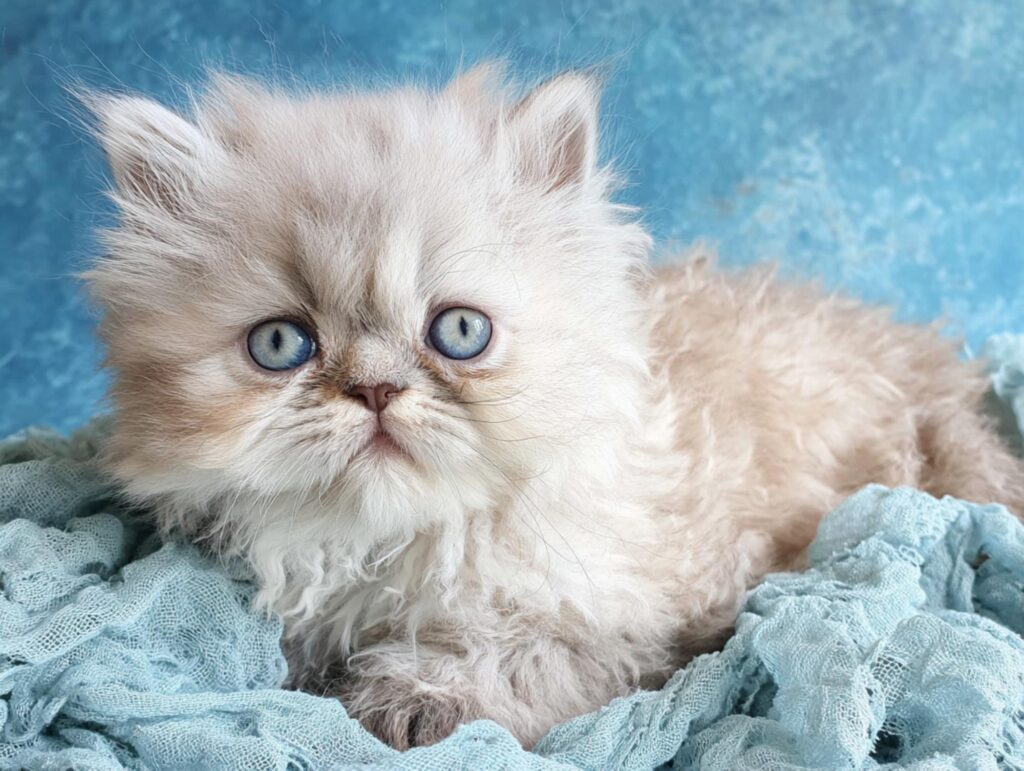 health concerns in himalayan kittens 