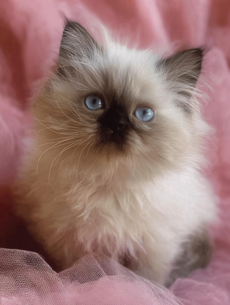 Seal point Himalayan kitten with dark ears, face, and tail