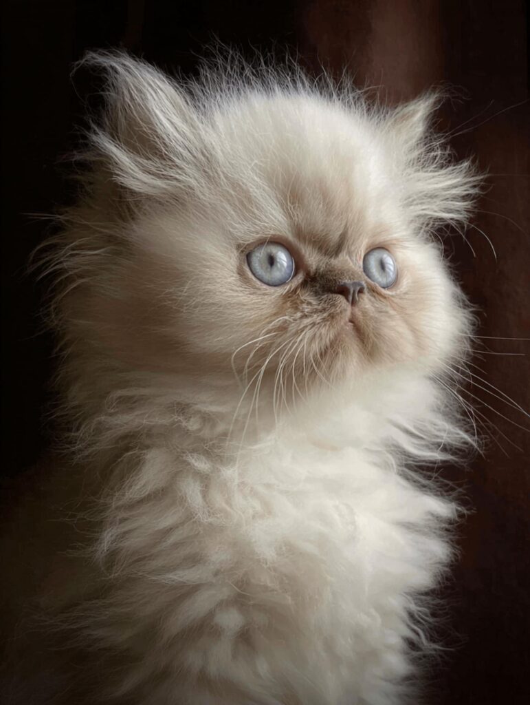 himalayan kitten coat texture and grooming needs 