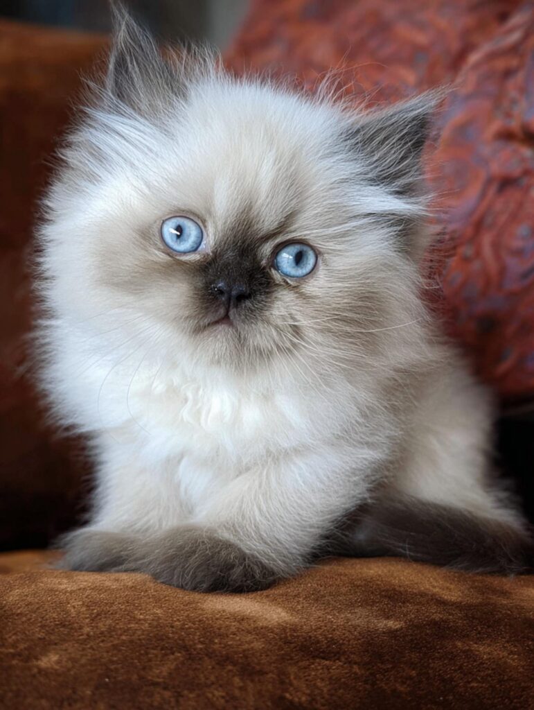 Seal point Himalayan kitten with blue eyes and cream body
