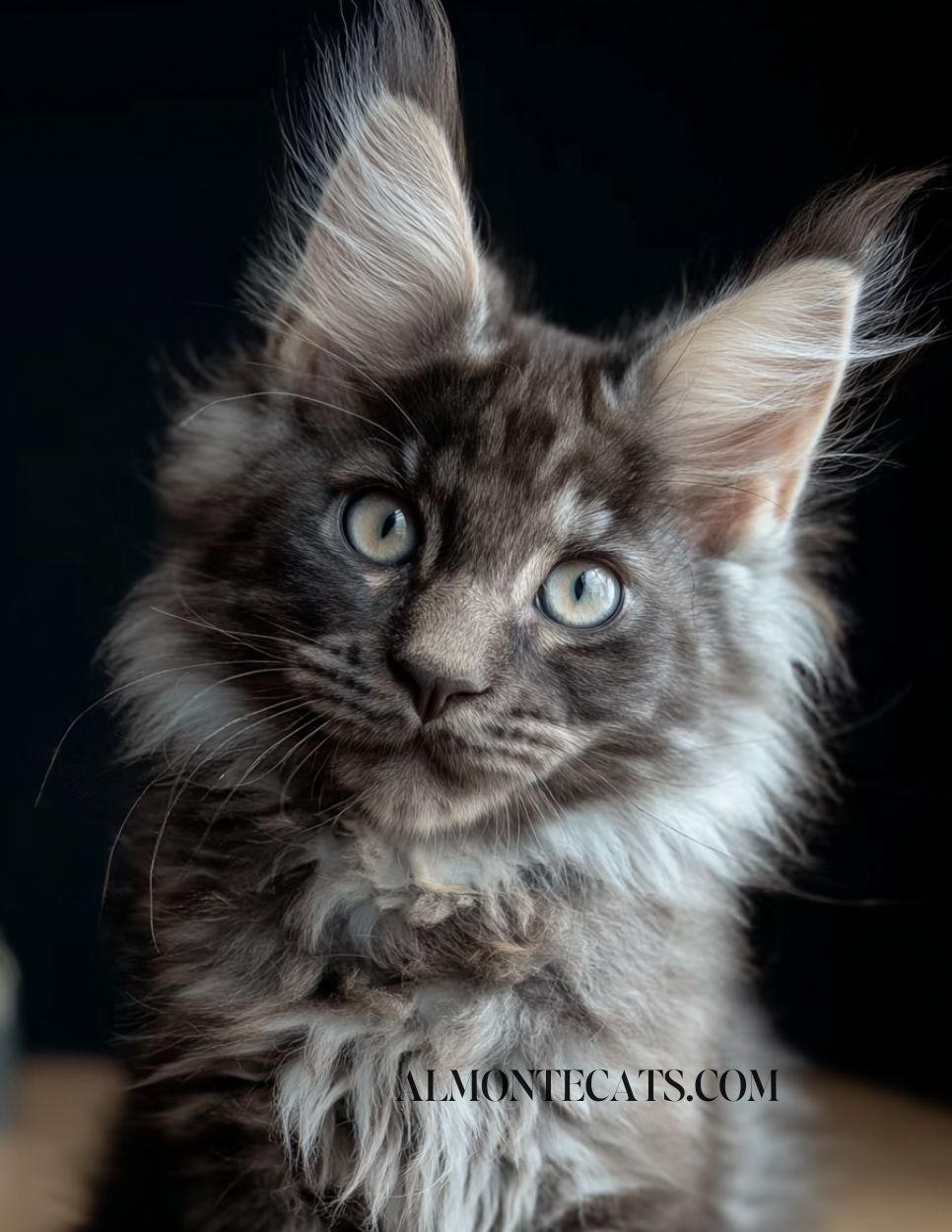 cute maine coon cats