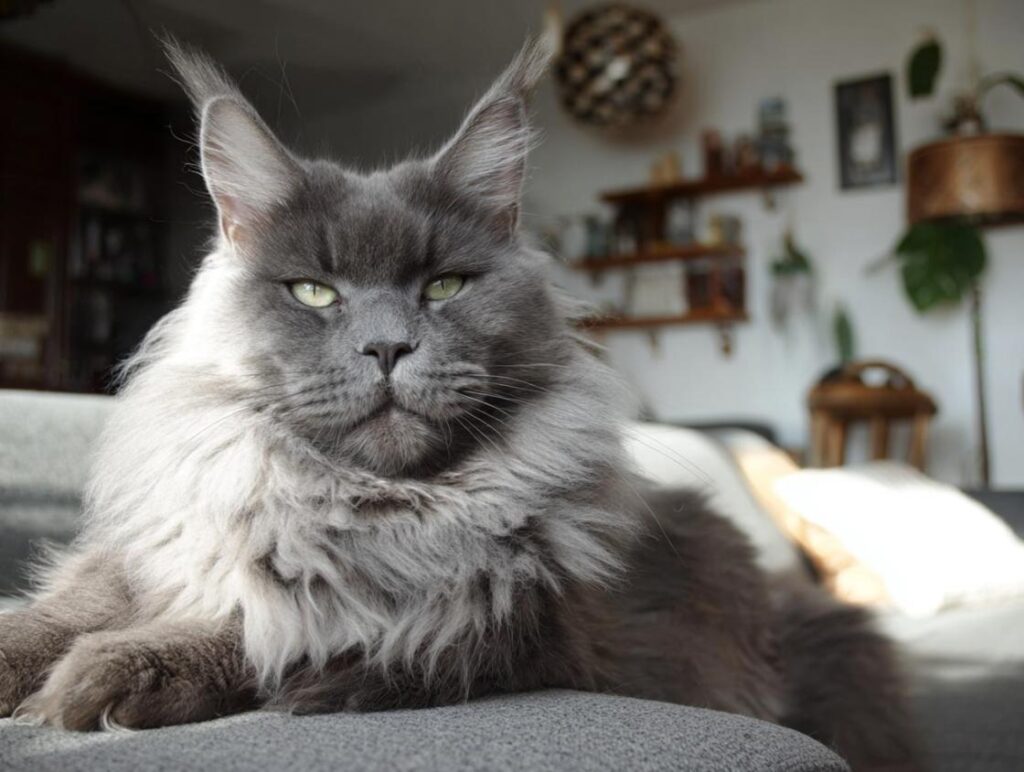 Are maine coons happy indoors