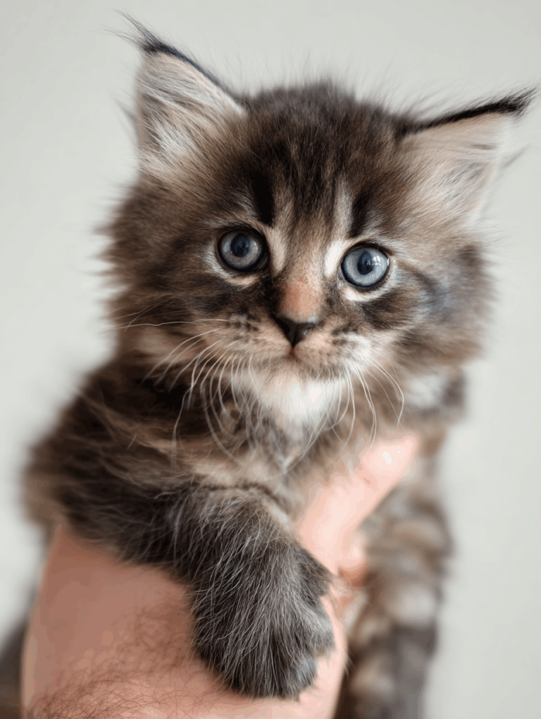 maine coon kitten for sale in pa