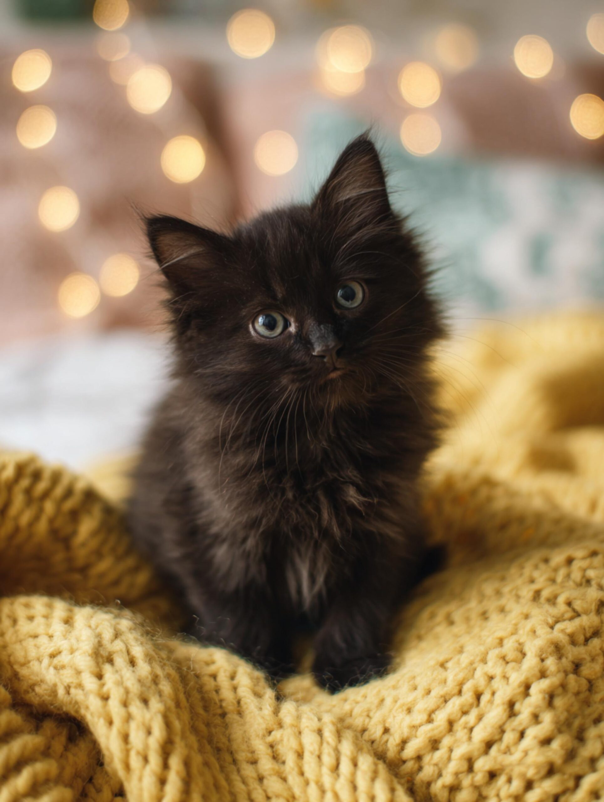 kitten availability vs breeder quality