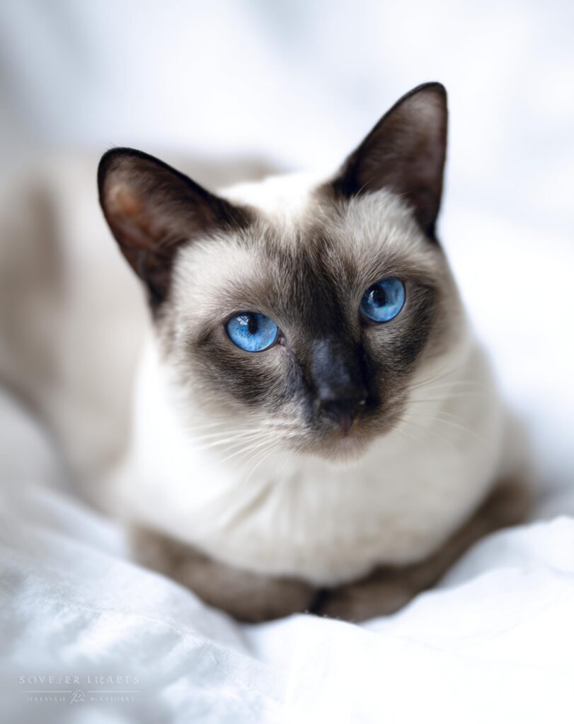 modern wedge shaped head siamese cat