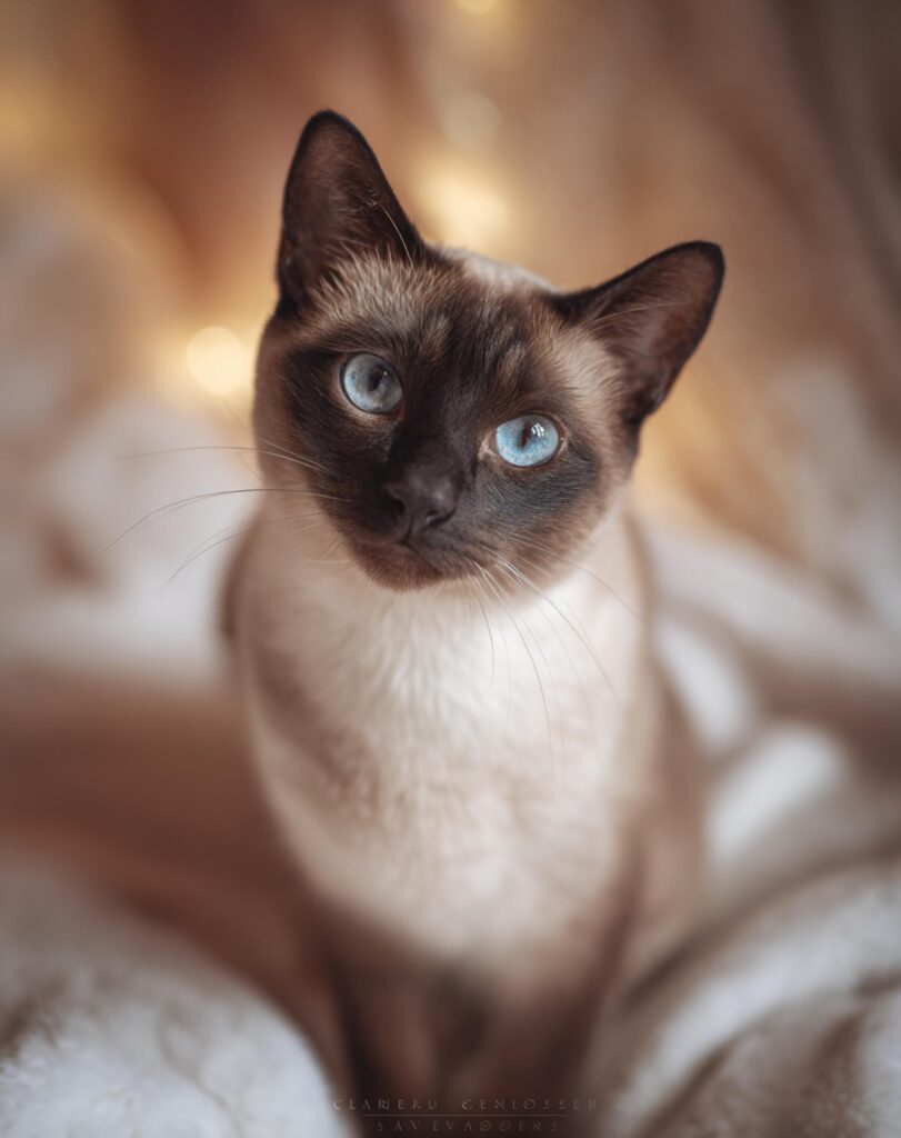 ethical siamese cat breeder