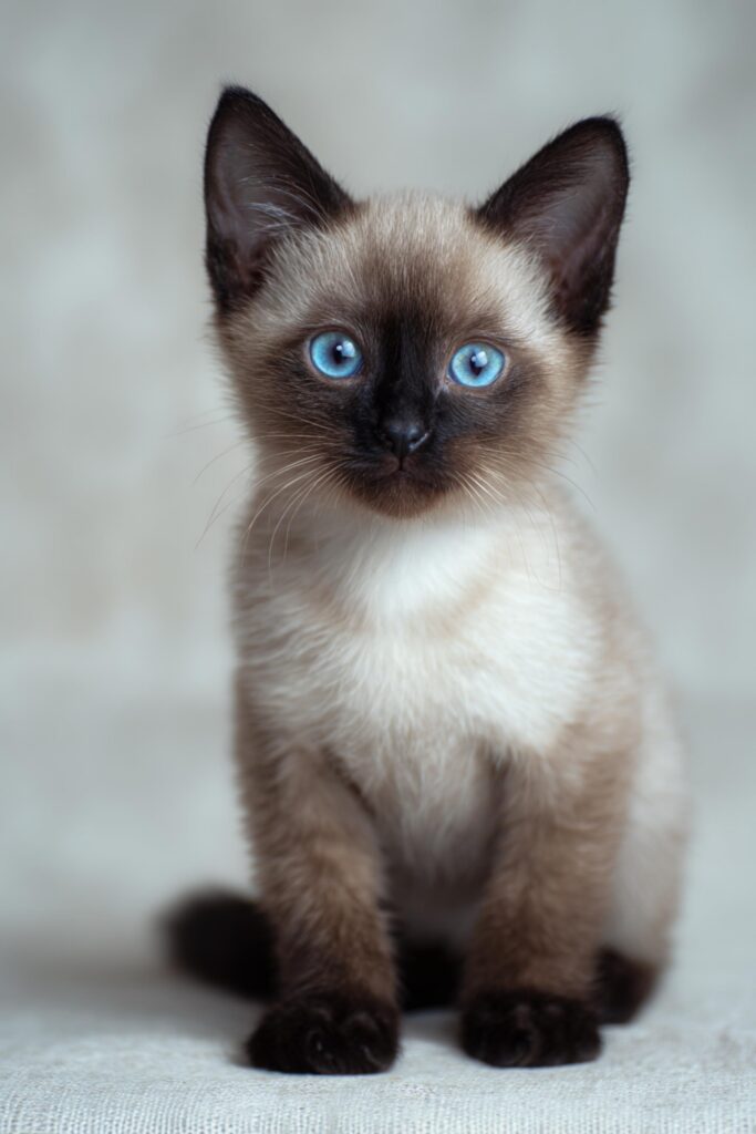 siamese kitten for sale price