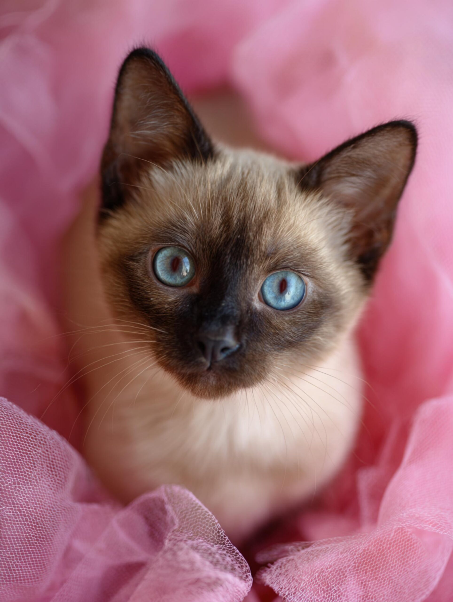 siamese kitten for sale seal point