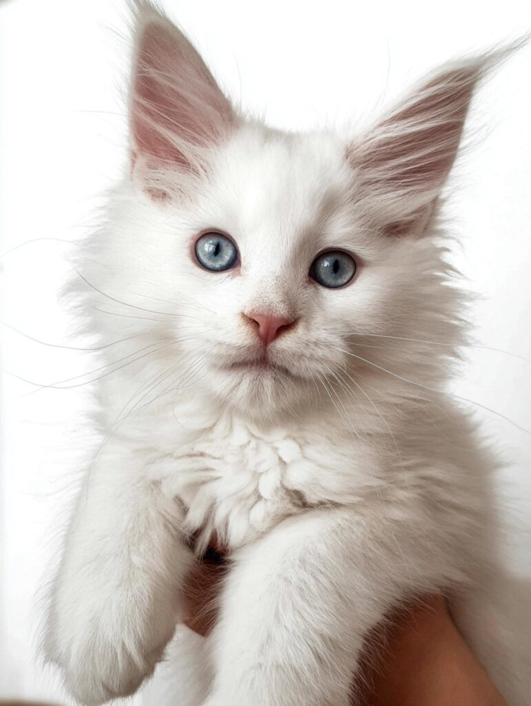 maine coon kitten